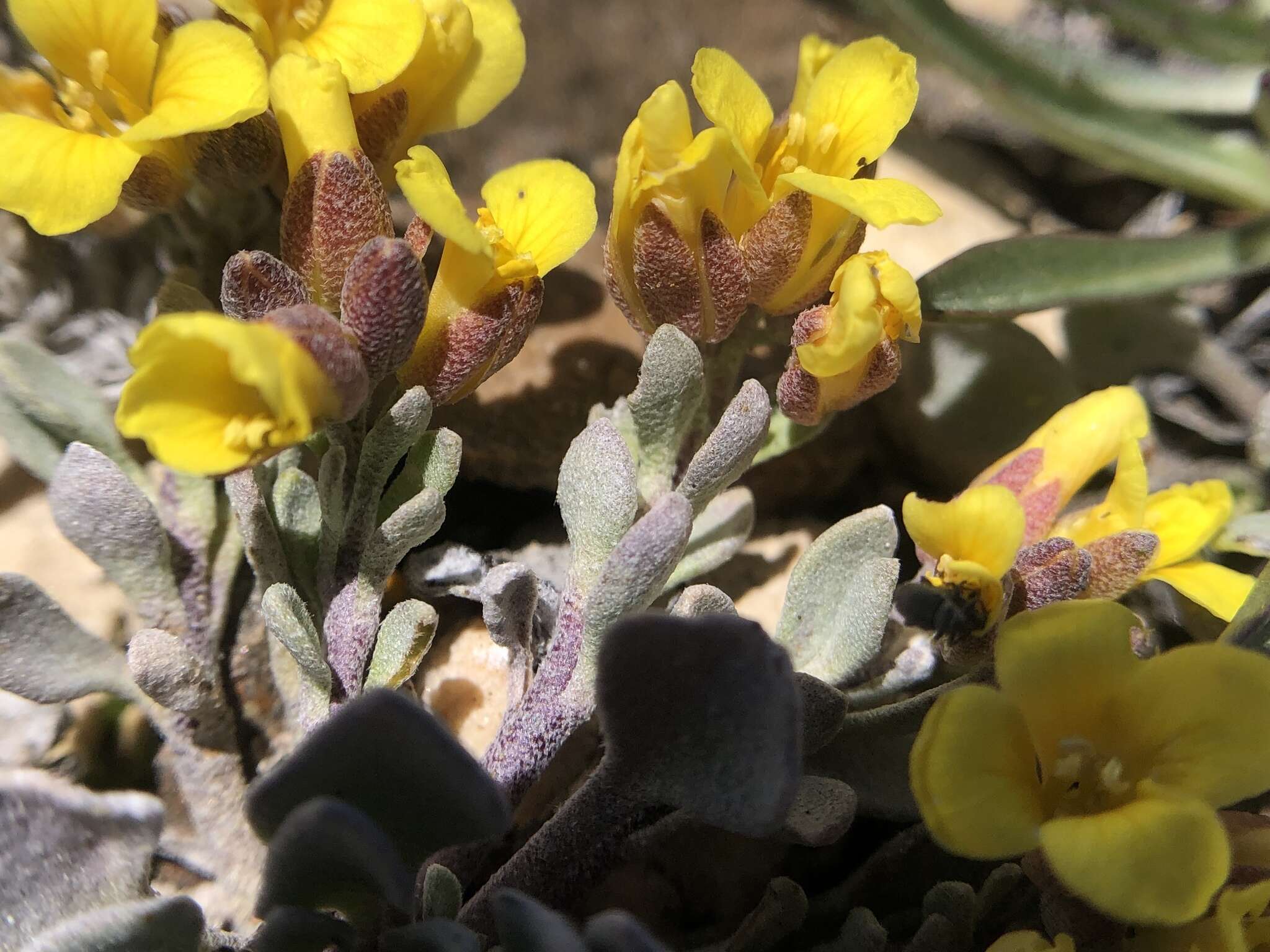 Image of Physaria kingii subsp. kingii