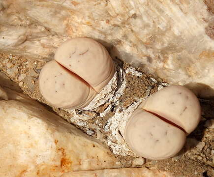 Imagem de Lithops ruschiorum (Dinter & Schwant.) N. E. Br.