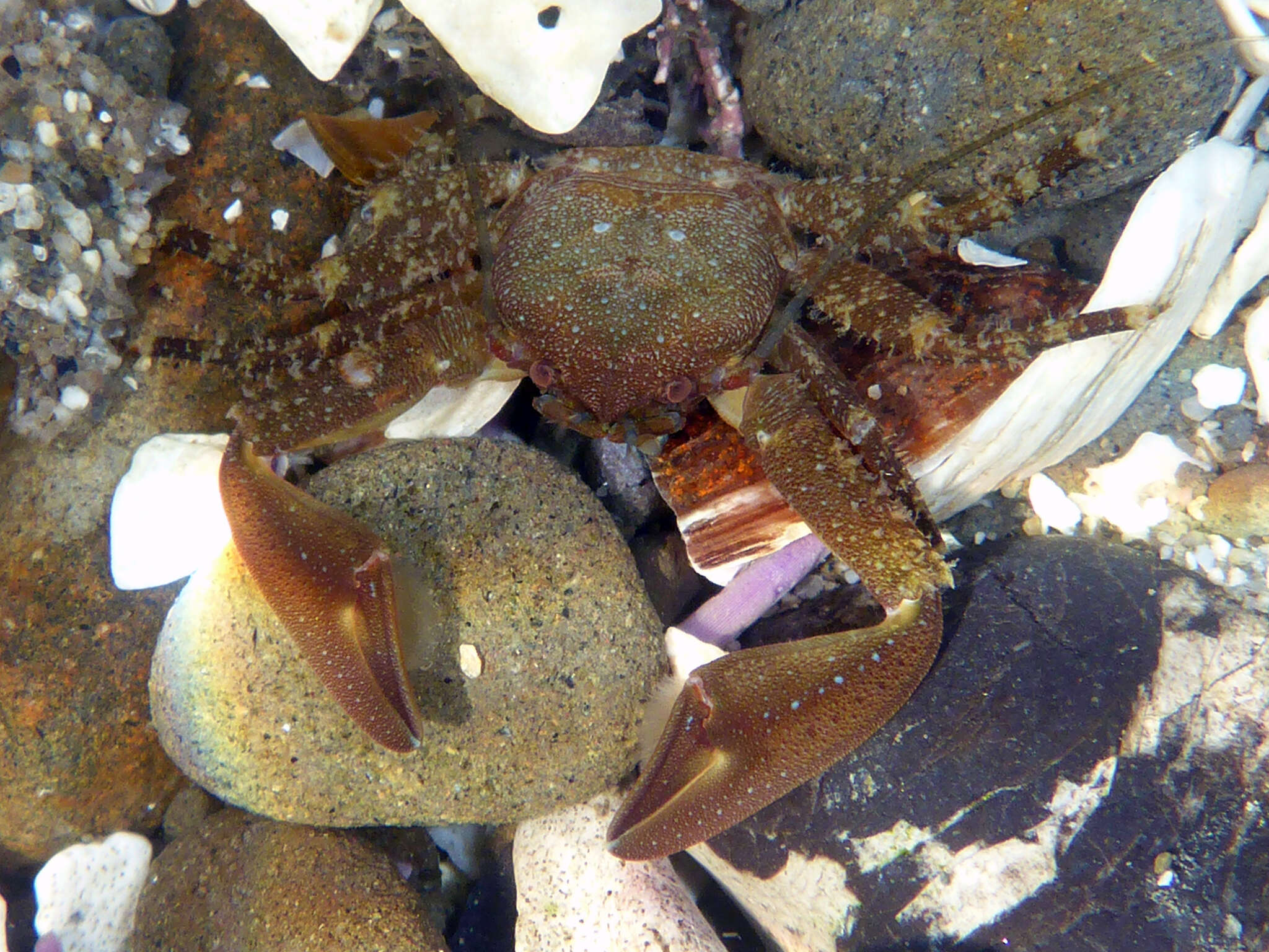 Image of chocolate porcelain crab