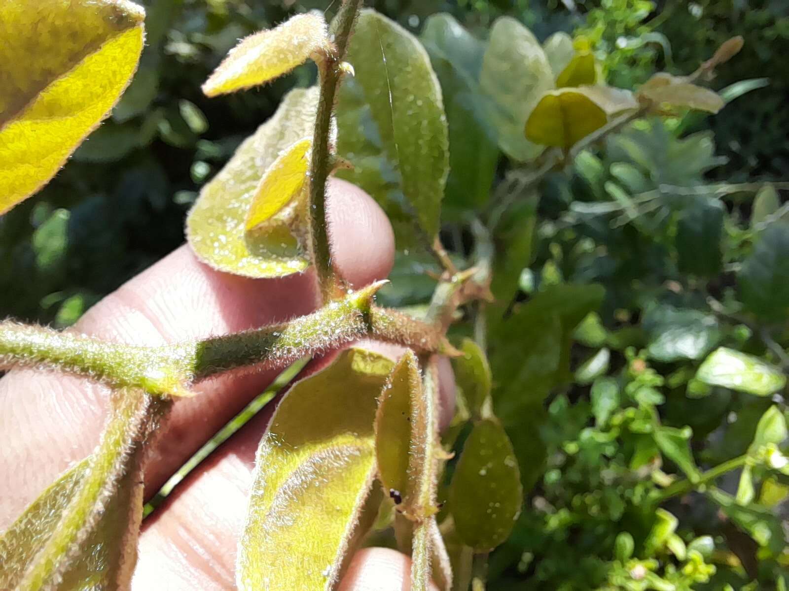 Image of Capparis fascicularis DC.