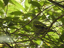 Image of Grey-fronted Green Pigeon