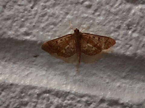 Image of Serpentine Webworm