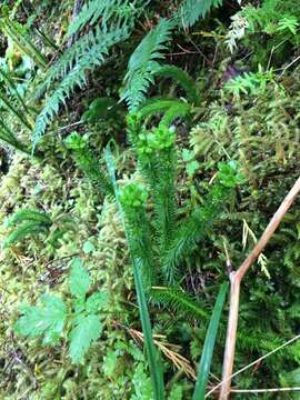 Image of Miyoshi's clubmoss