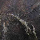 Image of Agrostis emirnensis (Baker) Bosser