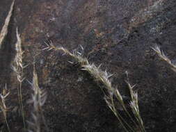 Image of Agrostis emirnensis (Baker) Bosser