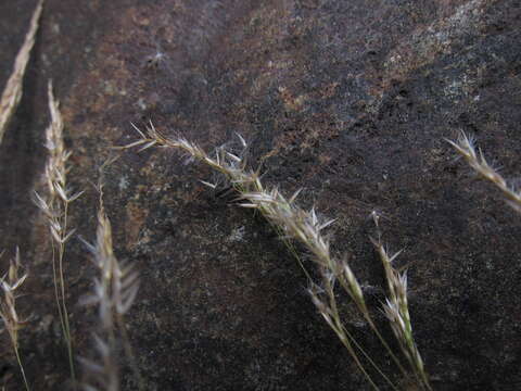 Sivun Agrostis emirnensis (Baker) Bosser kuva