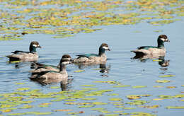 Image of Green Pygmy Goose