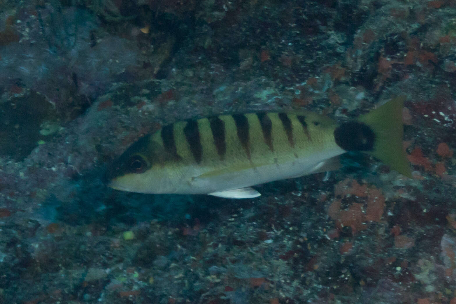 Image of Black-banded seaperch