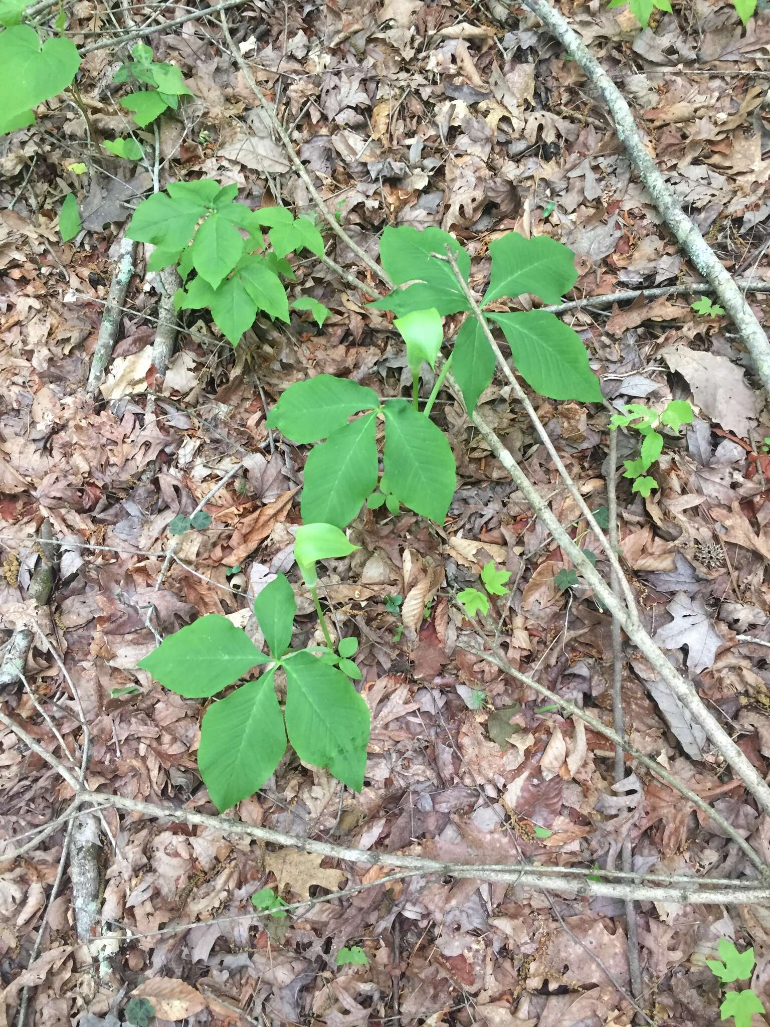 Image of Jack in the pulpit