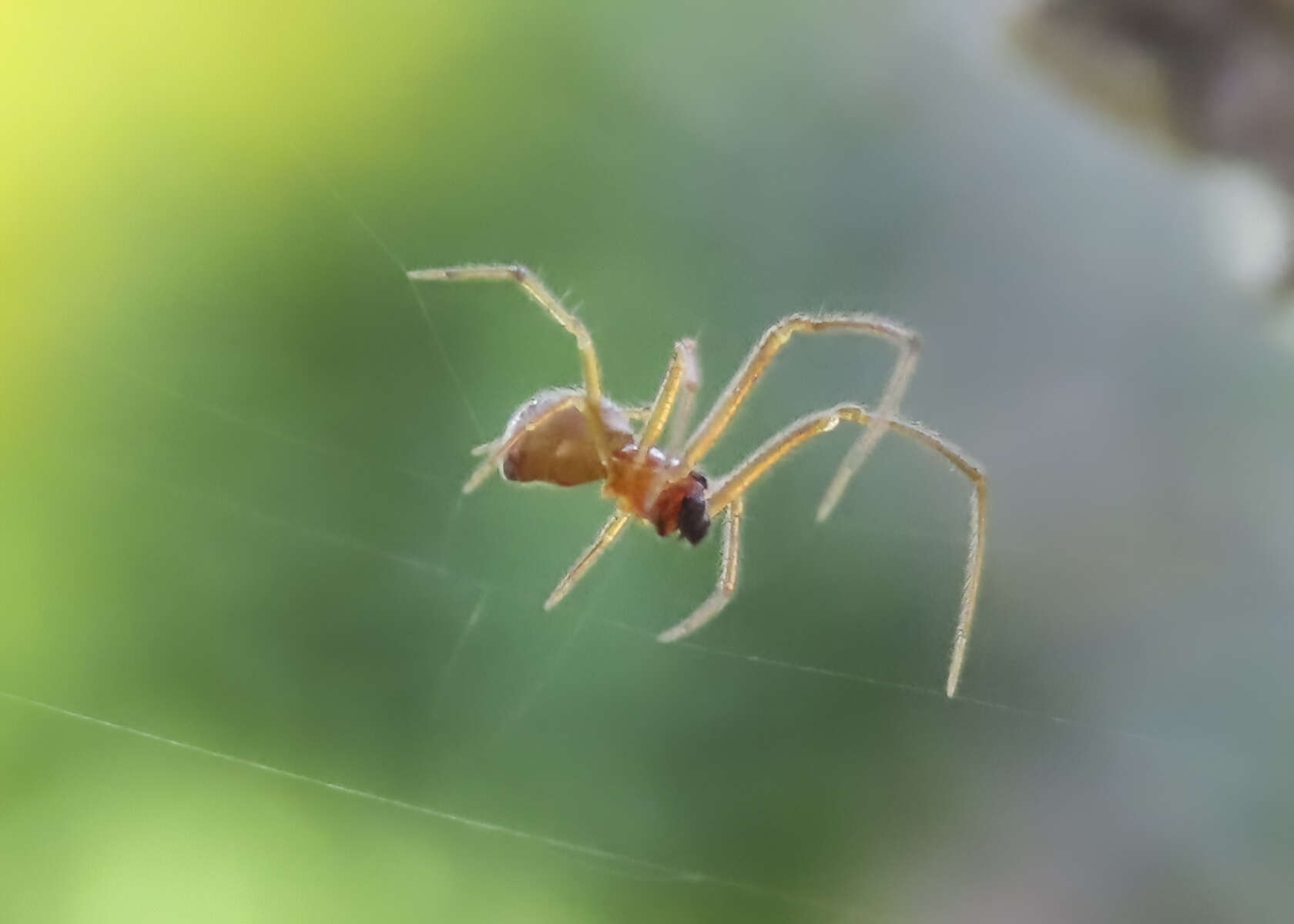 Image of Theridion differens Emerton 1882