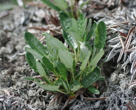 Imagem de Dryas integrifolia subsp. sylvatica (Hulten) Hulten