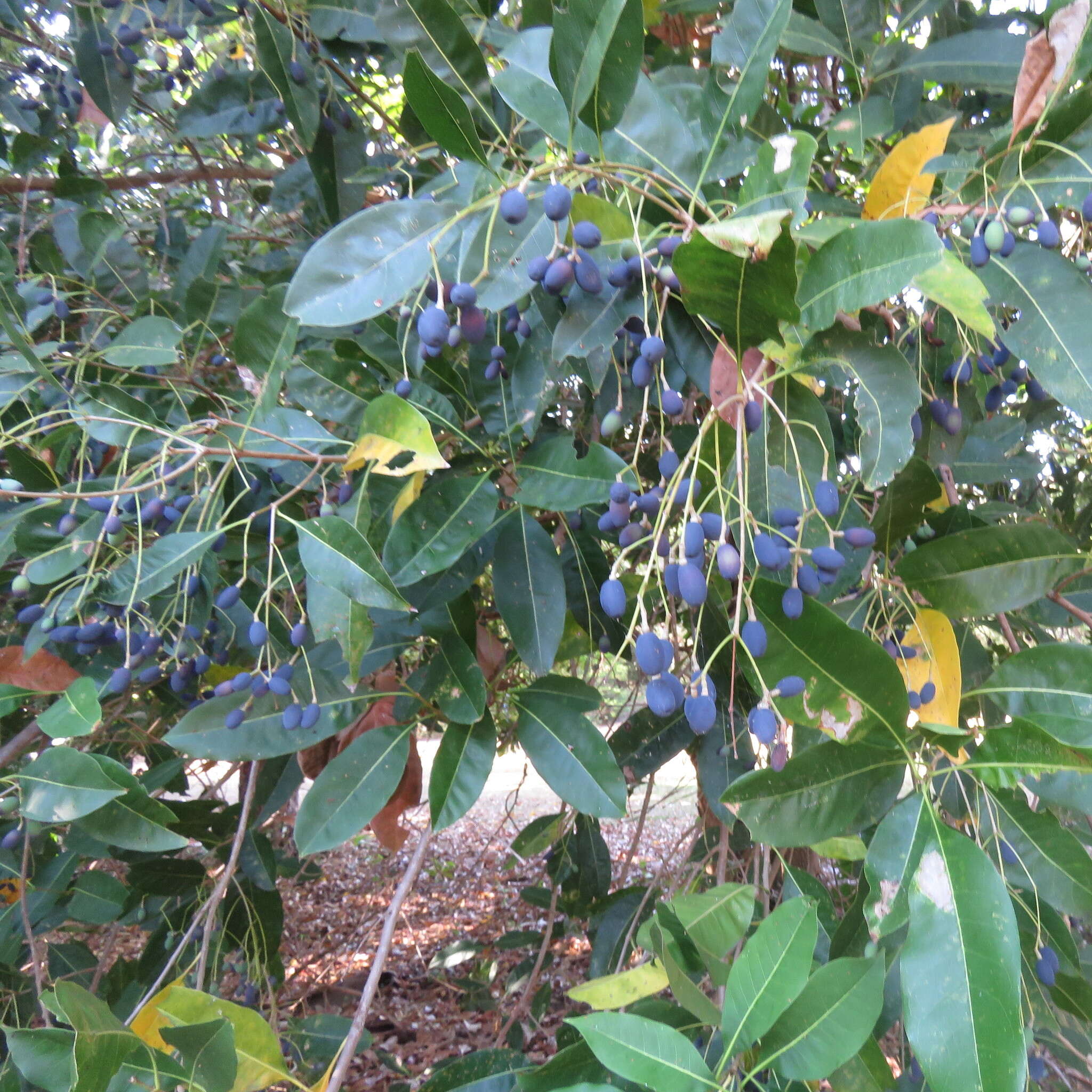 Image de Chionanthus ramiflorus Roxb.