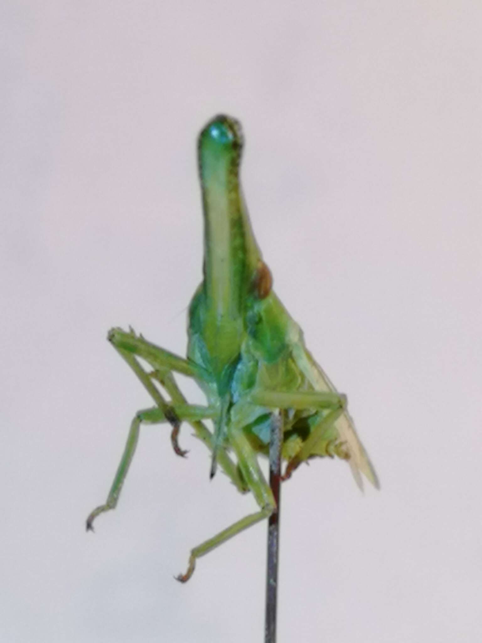 Image of Dictyophara (Chanithus) pannonica (Germar 1830)