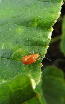 Image of Aulacophora relicta