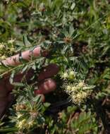 Image of Baccharis pedersenii Cabrera