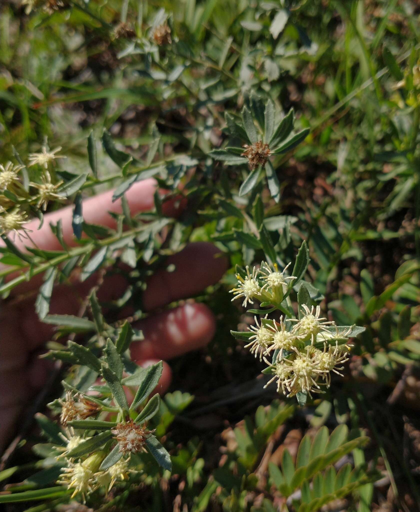 Image of Baccharis pedersenii Cabrera