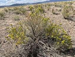 Imagem de Chrysothamnus greenei (A. Gray) Greene