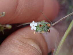 Plancia ëd Cryptantha wigginsii I. M. Johnst.