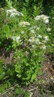 Image of Pine-Barren Nodding-Aster