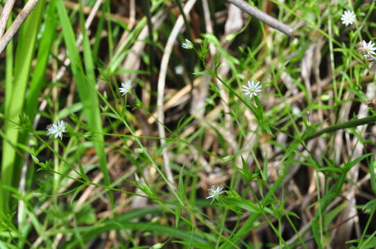 Image of Sitka starwort