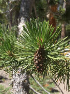 Imagem de Pinus contorta var. murrayana (Balf.) Engelm.