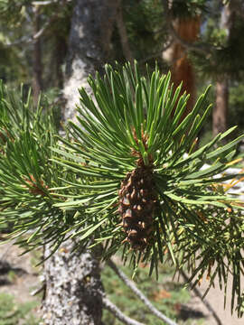 Imagem de Pinus contorta var. murrayana (Balf.) Engelm.