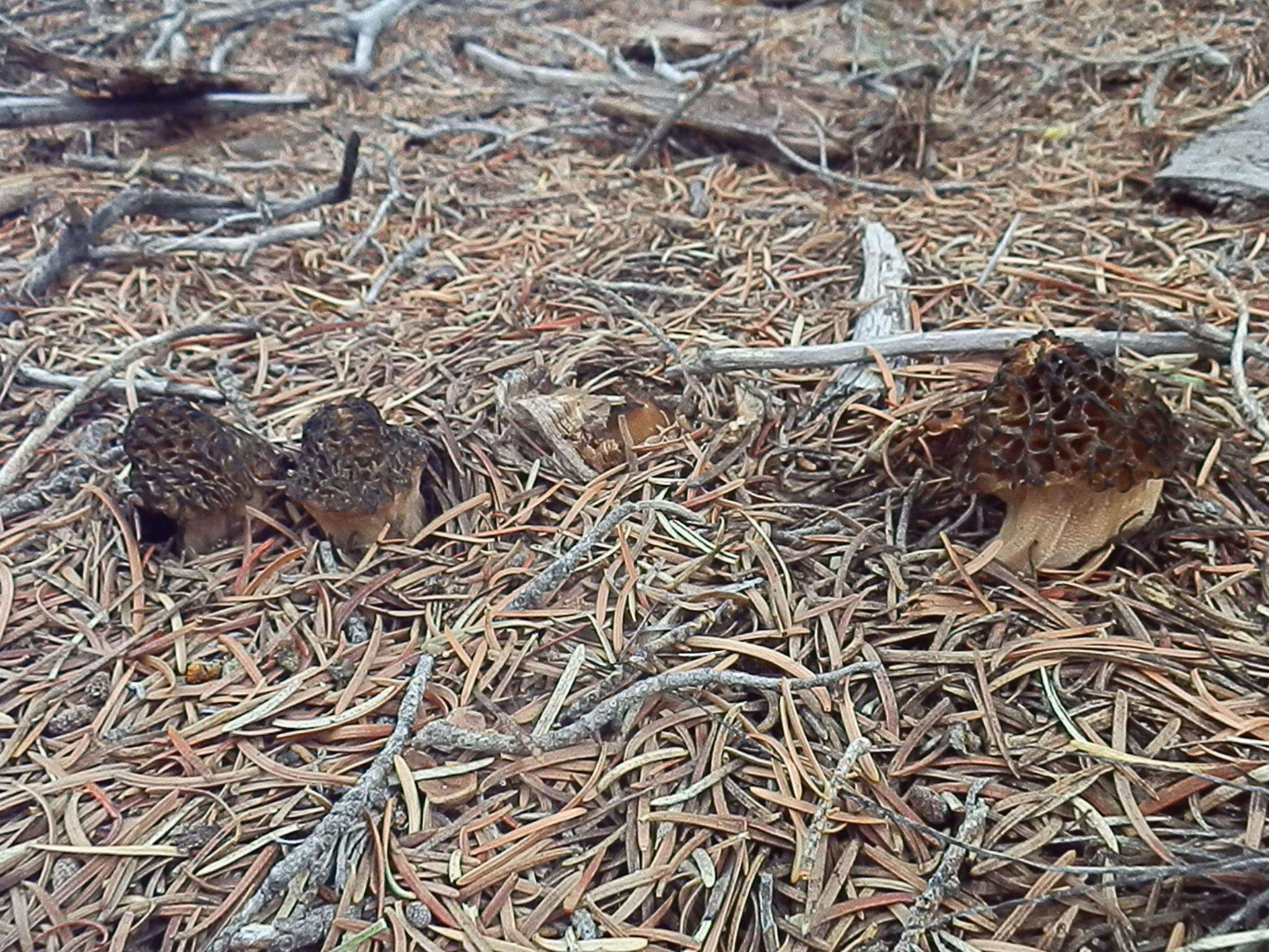 Image of Morchella sextelata M. Kuo 2012