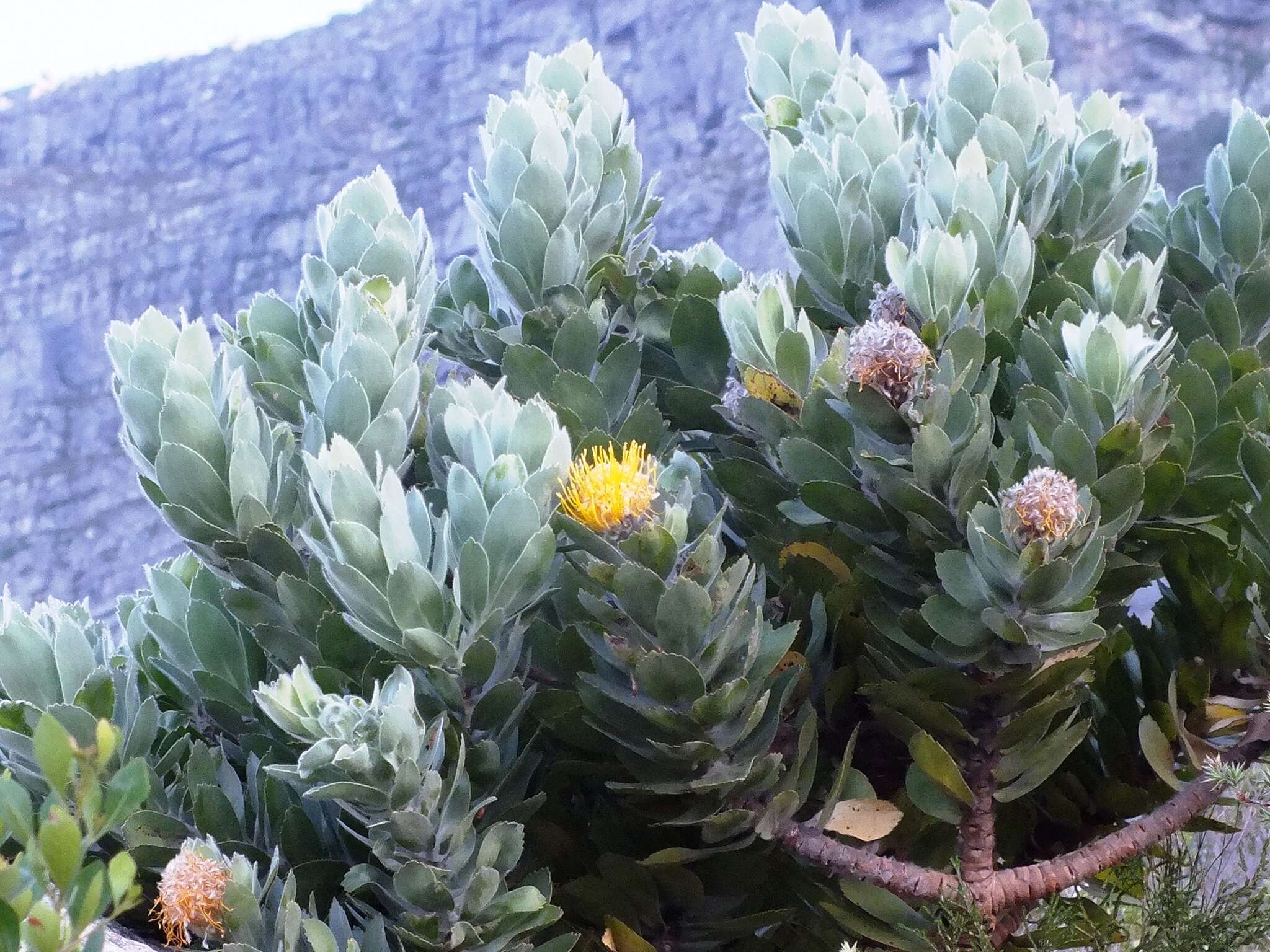 Image of Leucospermum conocarpodendron subsp. conocarpodendron