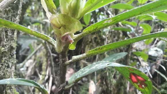 Image of Columnea sanguinea (Pers.) Hanst.