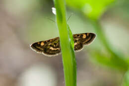 Image of Pyrausta porphyralis Schiffermüller 1775