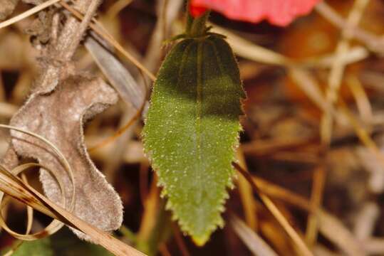 صورة Hibiscus rhodanthus Gürke ex Schinz