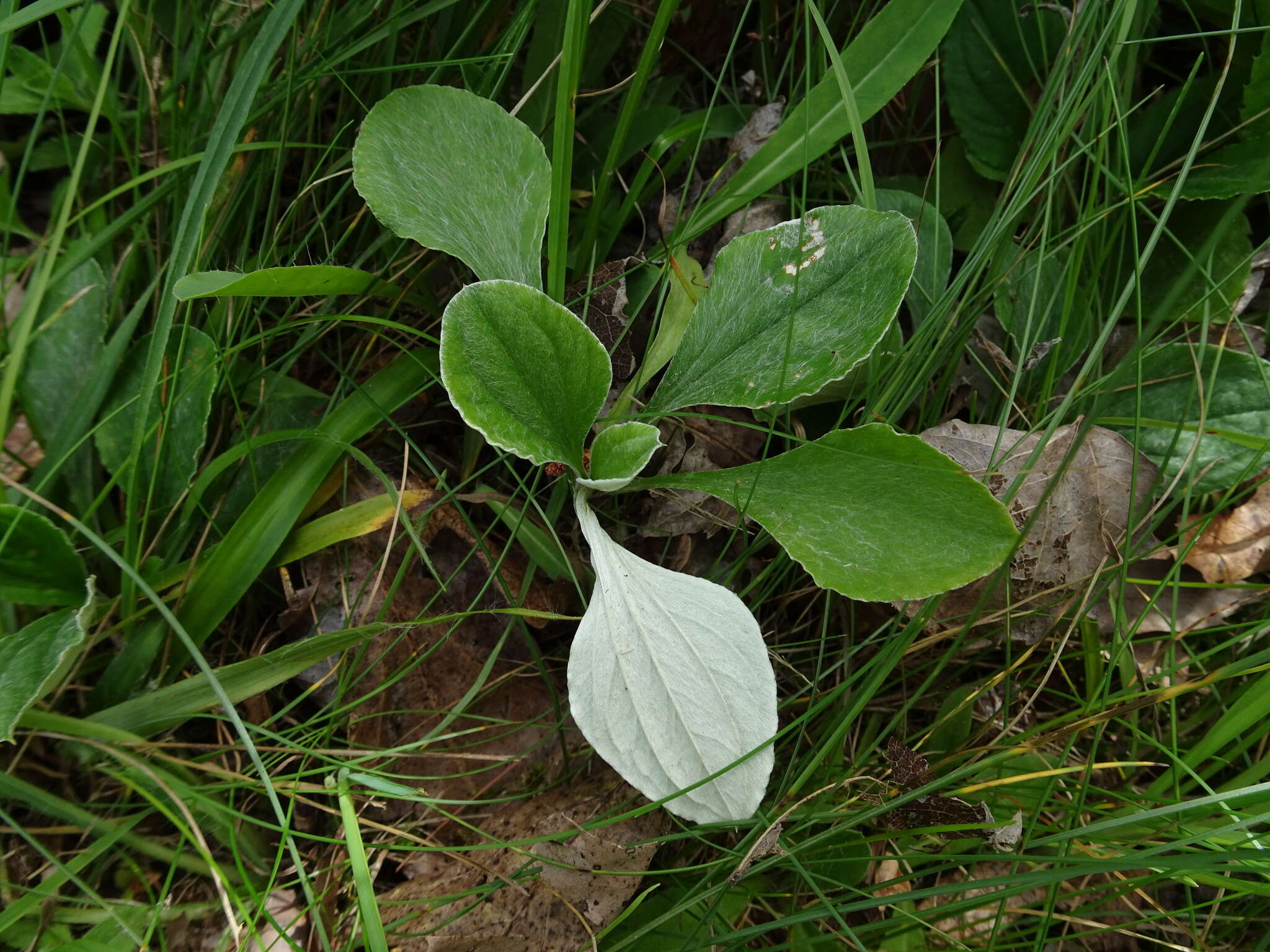 Imagem de Antennaria parlinii Fern.