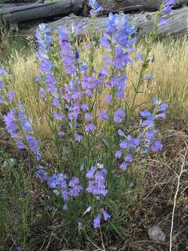 Image of Rocky Mountain penstemon