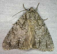 Image of Acronicta spinigera Guenée 1852