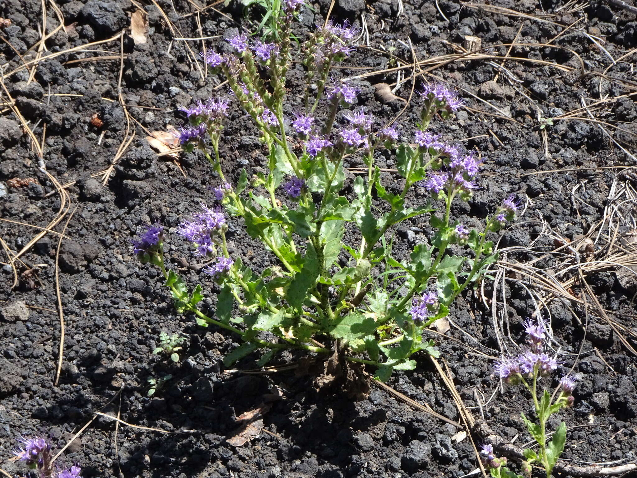 Image de Phacelia serrata J. W. Voss