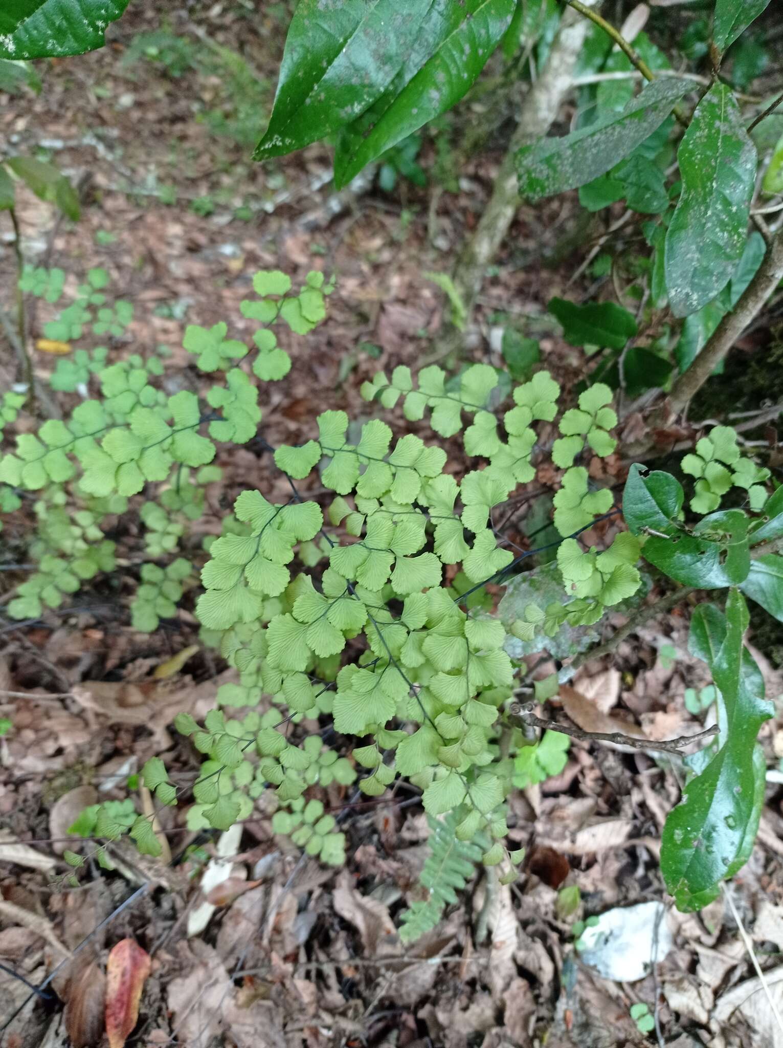 Adiantum chilense Kaulf.的圖片