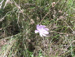 Image of Texas skeletonplant