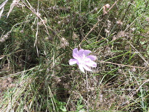 Image of Texas skeletonplant