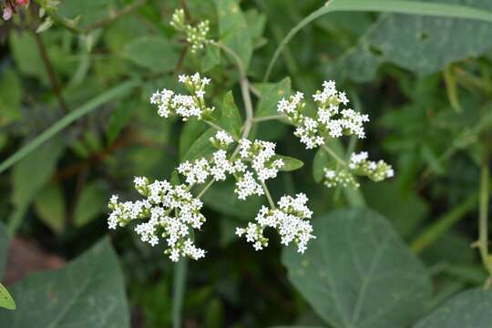 Image de Stevia ovata Willd.