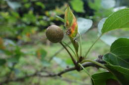 Image of Chinese pear