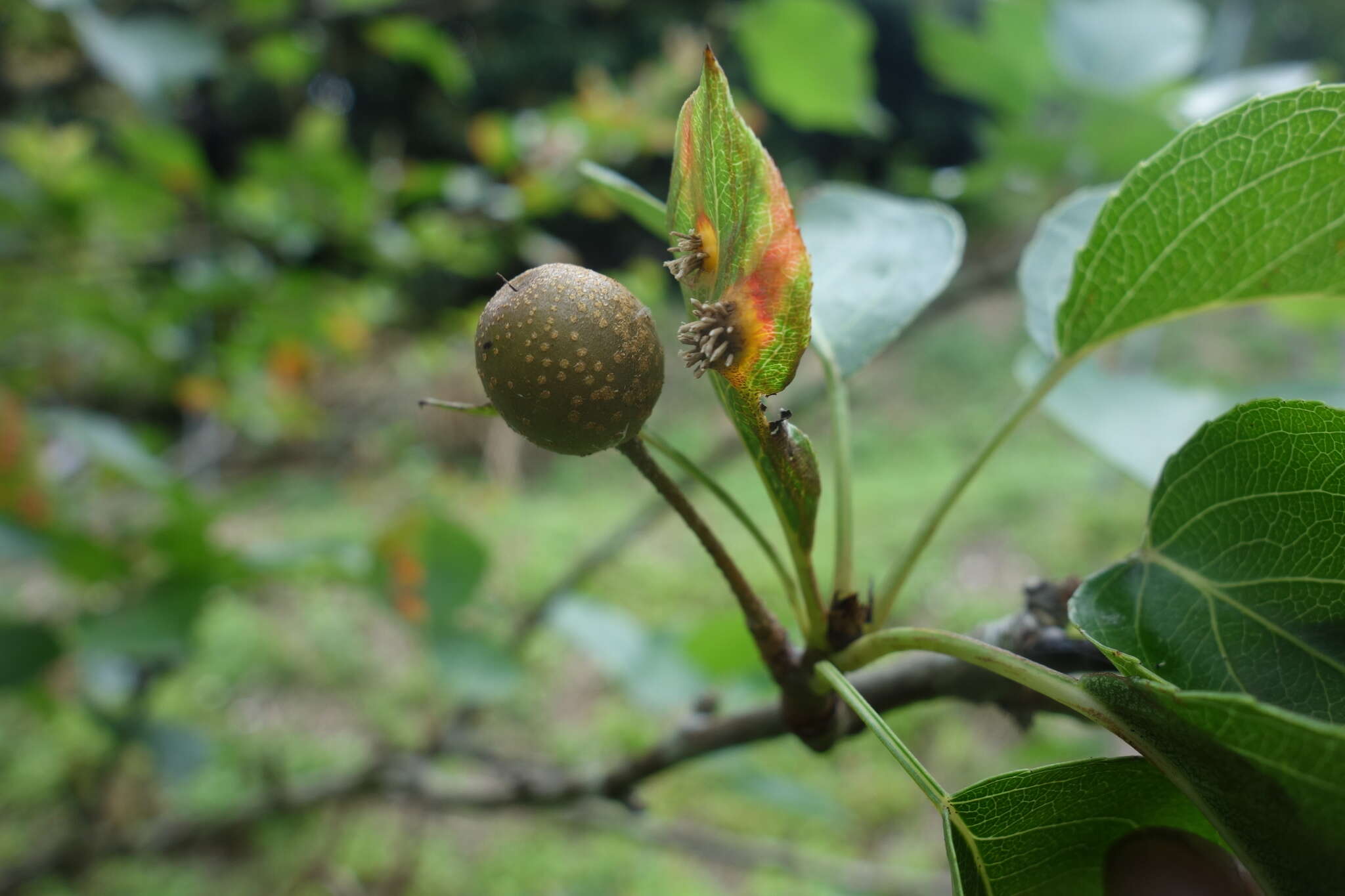 Plancia ëd Pyrus pyrifolia (Burm. fil.) Nakai