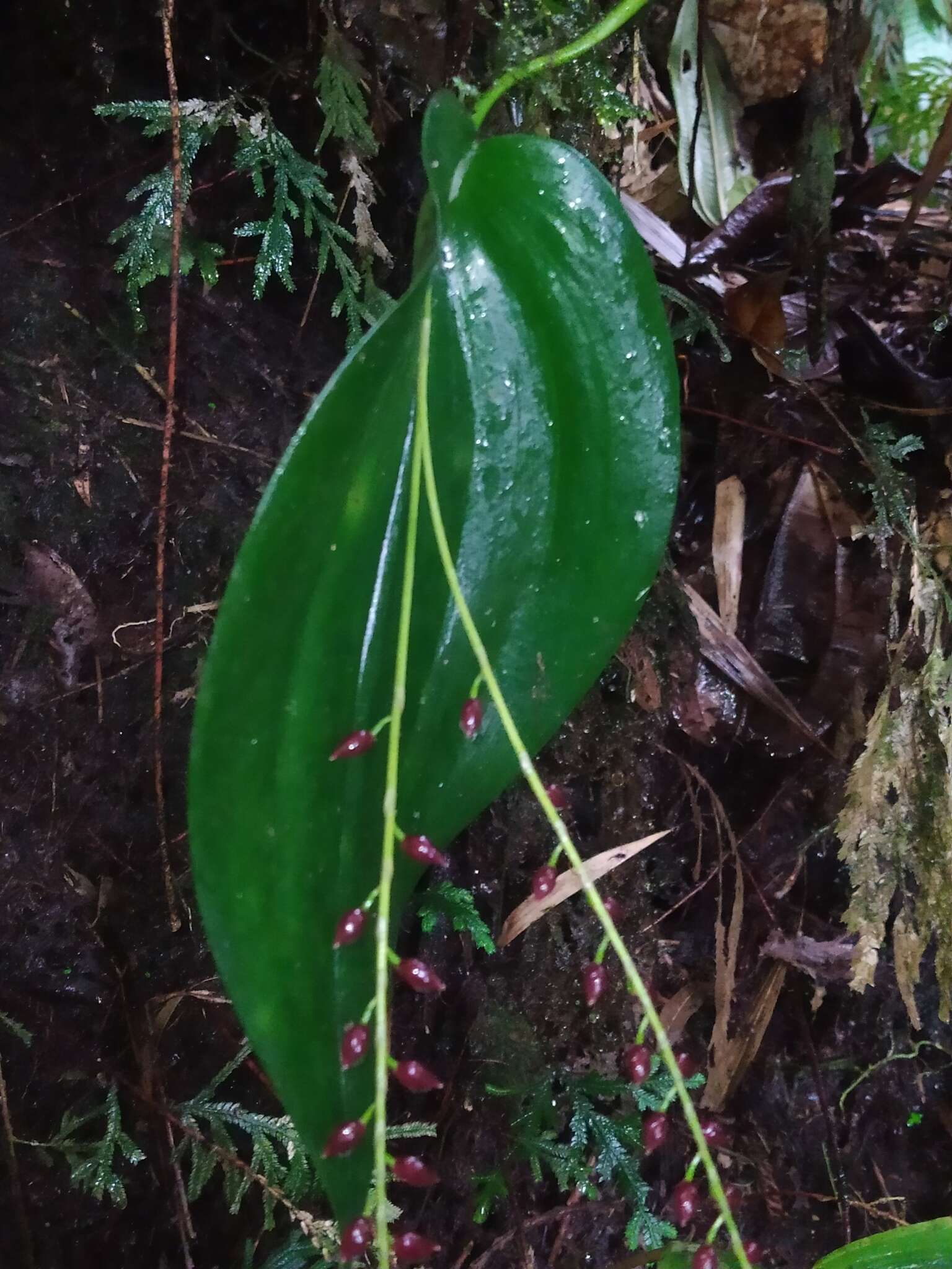 Imagem de Pleurothallis penduliflora Kraenzl.