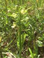 Слика од Platanthera chlorantha (Custer) Rchb.