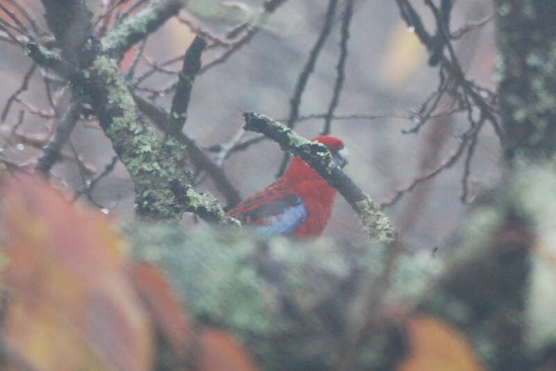 Image of Crimson Rosella