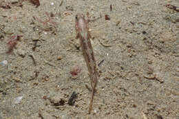 Image of Striped sandgoby