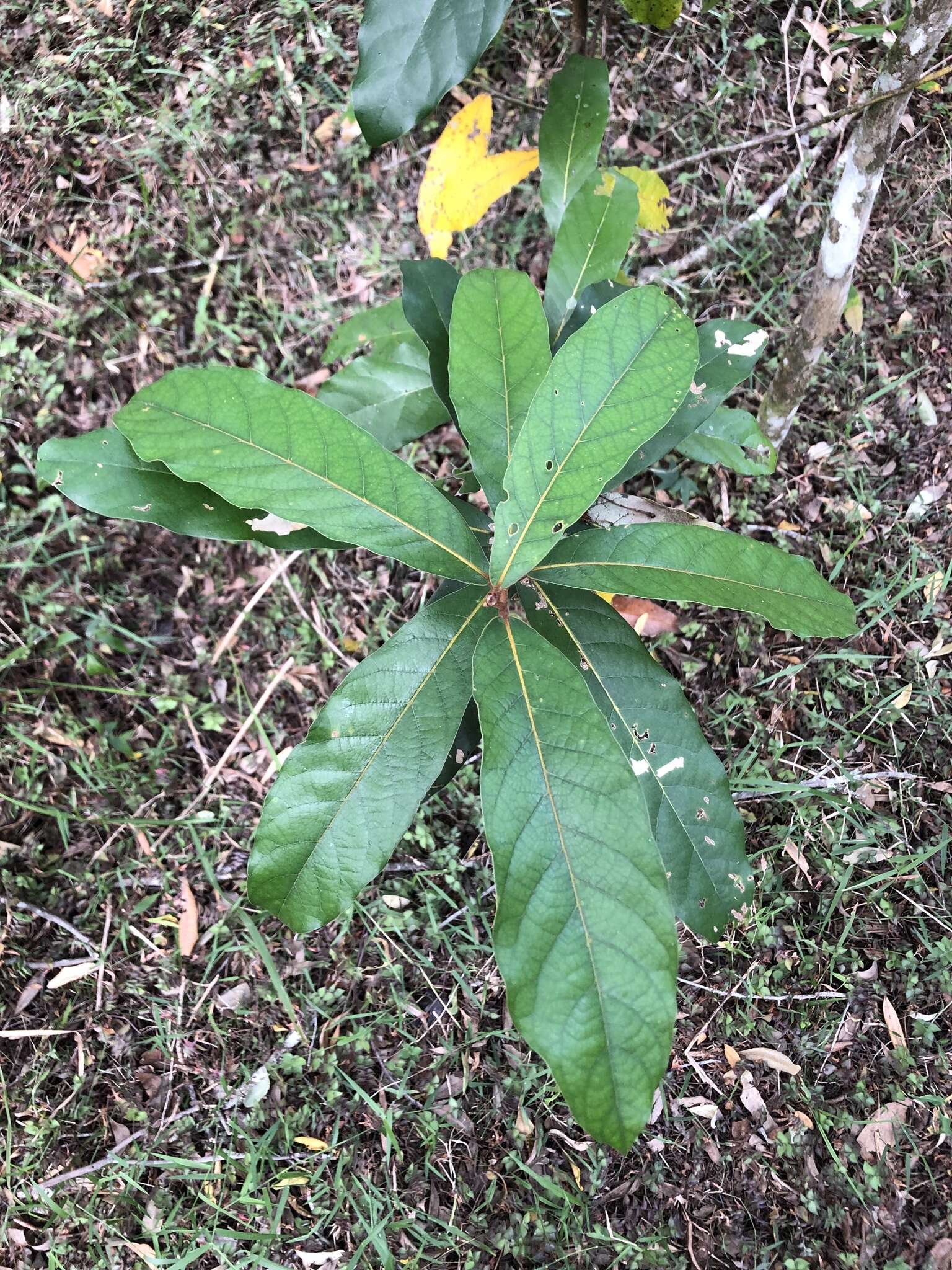 Image of Cryptocarya obovata R. Br.