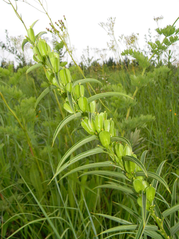 Dioscorea brownii Schinz的圖片