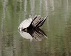 Image of Common Snake-necked Turtle