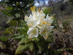 Image of Cantua quercifolia Juss.