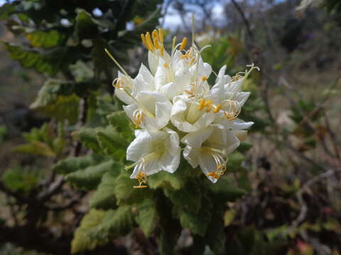 Image of Cantua quercifolia Juss.